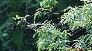 西安沃森生物科技植物提取物产品概览