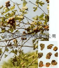 探索长安县植物提取物 比例提取物与天然香料的魅力