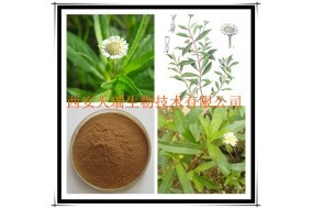 墨旱莲浸膏 纯天然中草药提取物的价值与应用