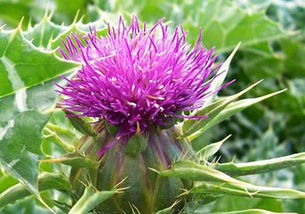 植物提取物在食品中的应用与监管 以天然香料为例